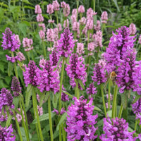 Stachys Officinalis Flower seeds for Planting Bright Blooms Heirloom & GMO Free Seeds for Home Garden 
 
 Sale