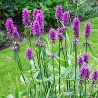 Stachys Flower seeds for Planting Colorful Display Heirloom & GMO Free Seeds for Home Garden 
 
 Sale