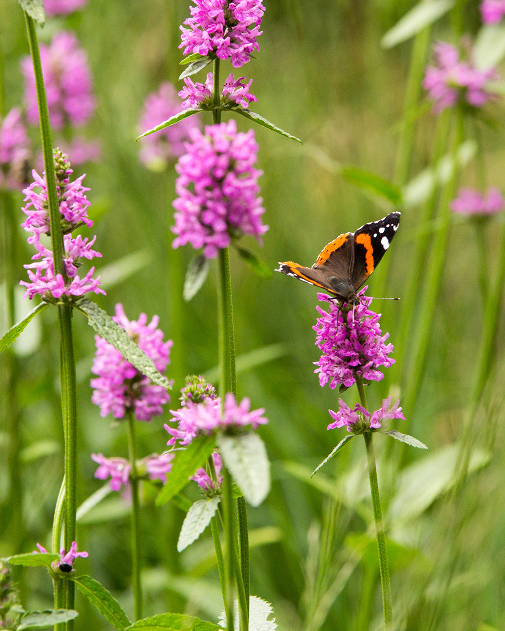 Stachys Flower seeds for Planting Colorful Display Heirloom & GMO Free Seeds for Home Garden 
 
 Sale