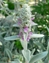 Stachys Flower seeds for Planting Vibrant Colors Heirloom & GMO Free Seeds for Home Garden