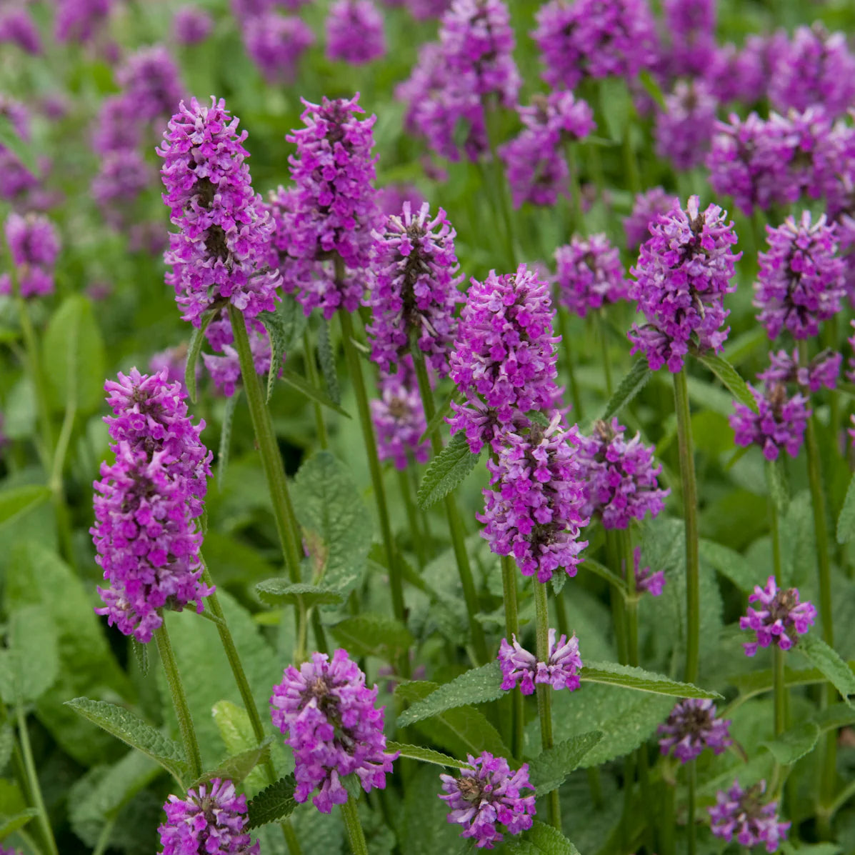 Purple Stachys Flower seeds for Planting Colorful Display Heirloom & GMO Free Seeds for Home Garden
 
 Sale