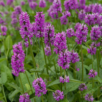 Purple Stachys Flower seeds for Planting Colorful Display Heirloom & GMO Free Seeds for Home Garden
 
 Sale