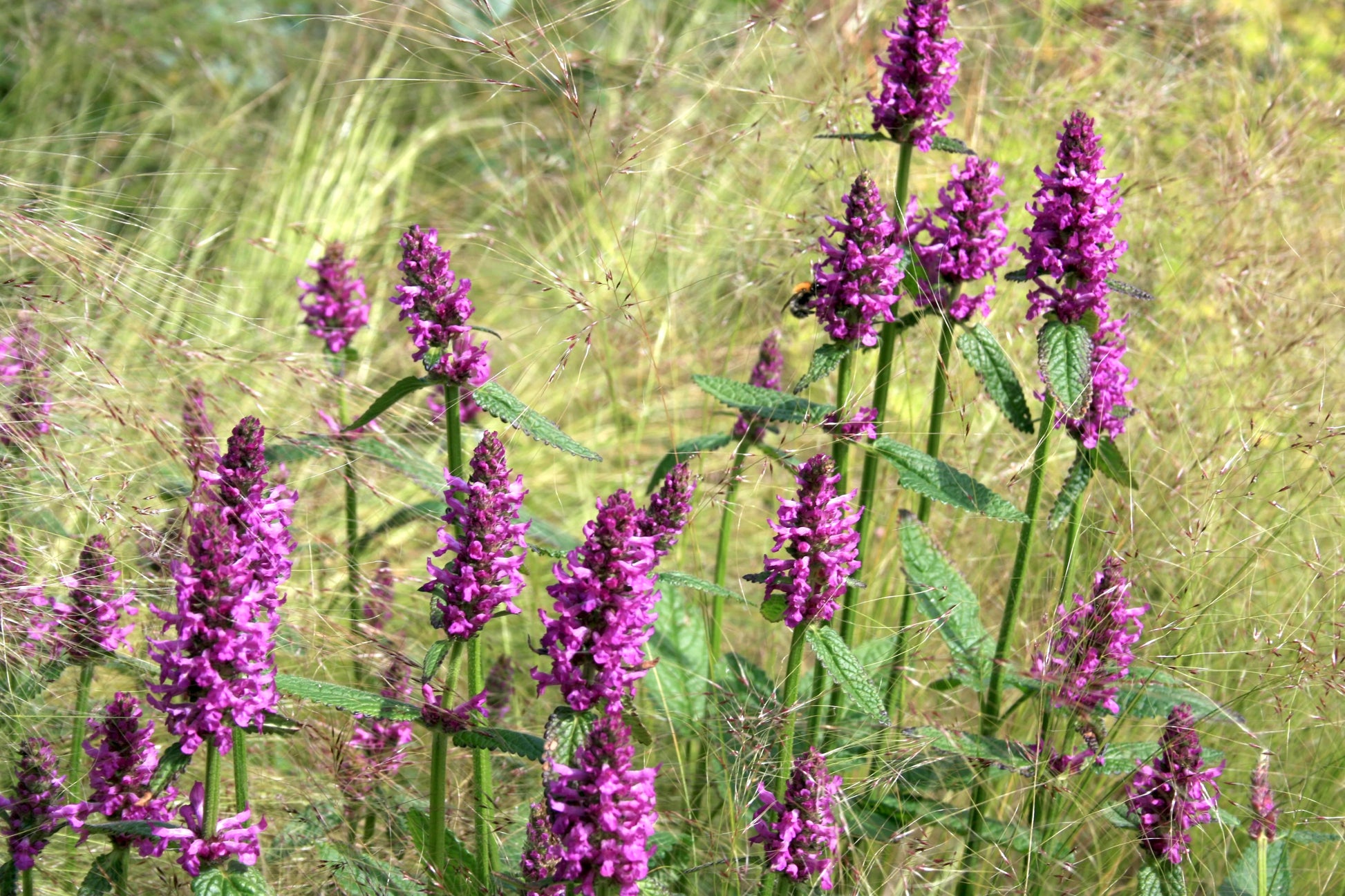 Stachys Officinalis Flower seeds for Planting Bright Blooms Heirloom & GMO Free Seeds for Home Garden 
 
 Sale