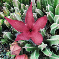 Stapelia Flower seeds for Planting Low Maintenance Heirloom & GMO Free Seeds for Home Garden
