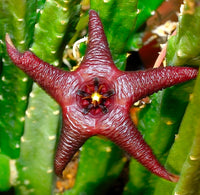 Red Stapelia Flower seeds for Planting - Compact Growth, Heirloom & GMO Free Seeds for Home Garden