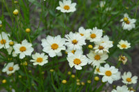 White Coreopsis Flower Seeds Planting