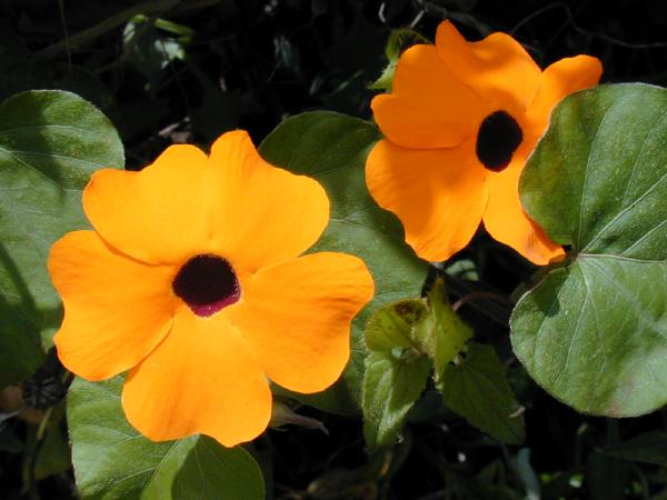 Black Eyed Susan Vine Seeds for Fast-Growing Flowering Climbers