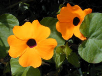 Black Eyed Susan Vine Seeds for Fast-Growing Flowering Climbers