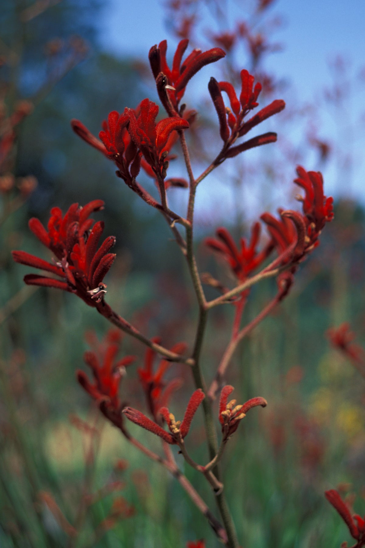 Red Weeping Forsythia Flower seeds for Planting - Colorful Display, Heirloom & GMO Free Seeds for Home Garden