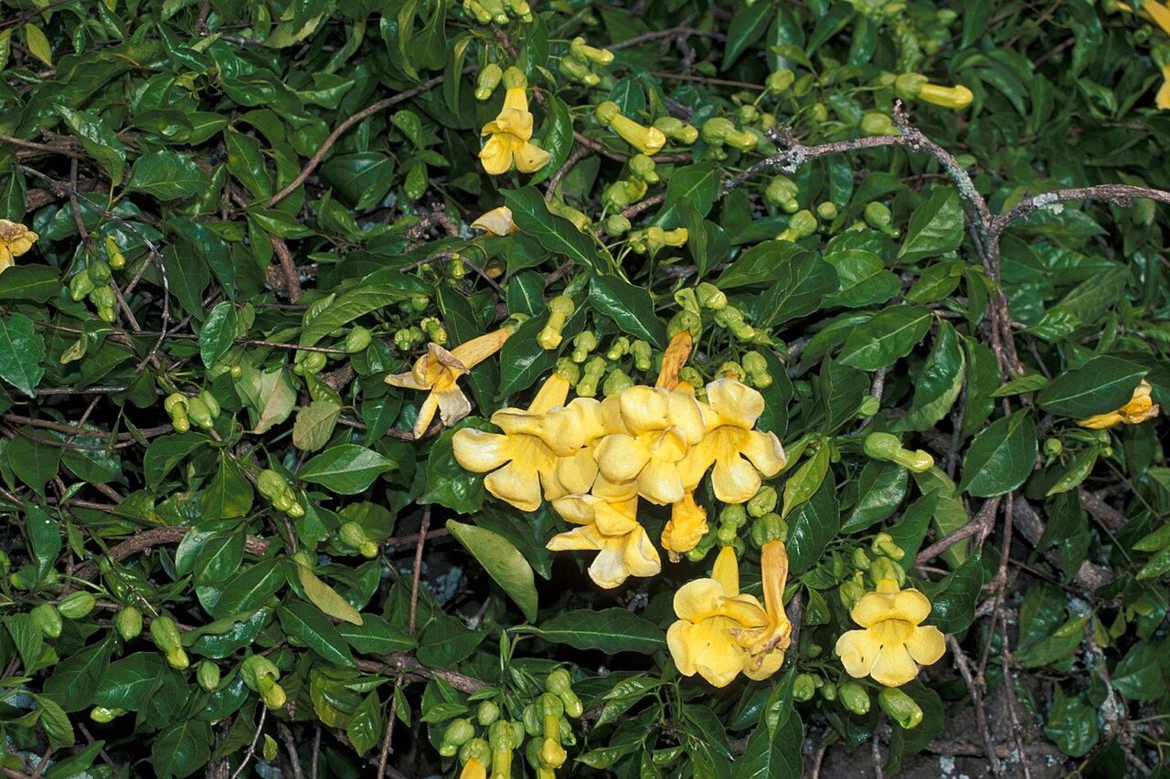 Macfadyena Unguis Flower seeds for Planting Colorful Display Heirloom & GMO Free Seeds for Home Garden