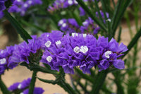 Limonium Sinuatum Flower seeds for Planting Low Maintenance Heirloom & GMO Free Seeds for Home Garden