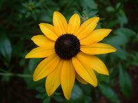 Yellow Black-Eyed Susan Planting Seeds - Bright Garden Blooms