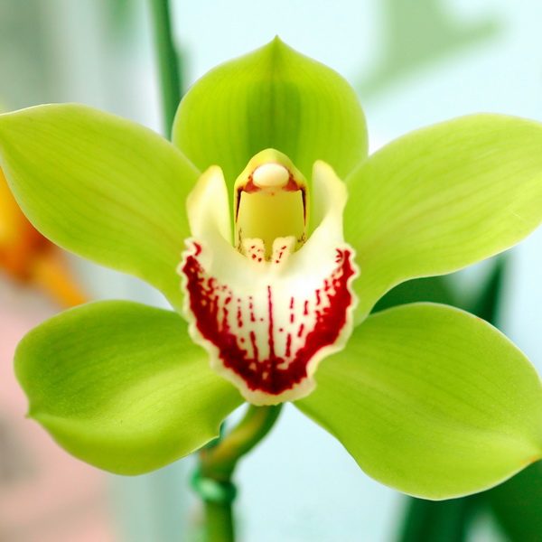Green Cymbidium Orchid Flower seeds for Planting - Shade Tolerant, Heirloom & GMO Free Seeds for Home Garden