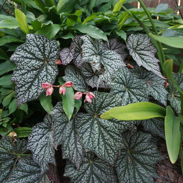 Begonia Flower seeds for Planting Cottage Garden Essential Heirloom & GMO Free Seeds for Home Garden 
 
 Sale for planting in home garden