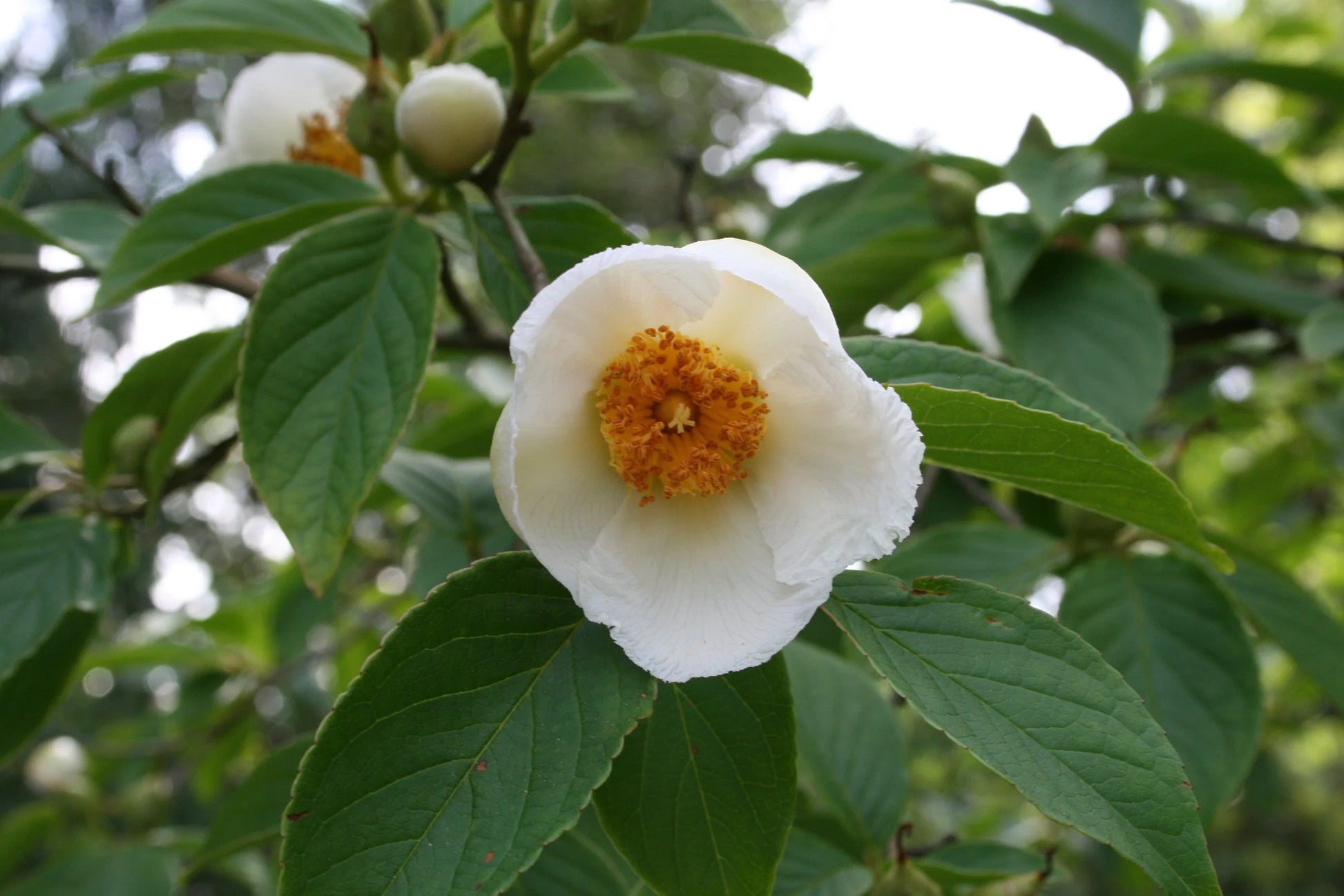 White Stewartia Flower seeds for Planting - Fragrant Blossoms, Heirloom & GMO Free Seeds for Home Garden