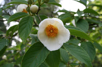 White Stewartia Flower seeds for Planting - Fragrant Blossoms, Heirloom & GMO Free Seeds for Home Garden