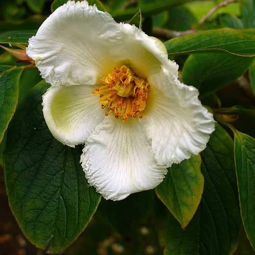 White Stewartia Flower seeds for Planting - Fragrant Blossoms, Heirloom & GMO Free Seeds for Home Garden