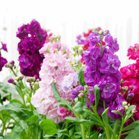 Matthiola Incana Flower seeds for Planting - Shade Tolerant, Heirloom & GMO Free Seeds for Home Garden