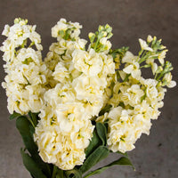 Light Yellow Matthiola Incana Flower seeds for Planting - Garden Favorite, Heirloom & GMO Free Seeds for Home Garden