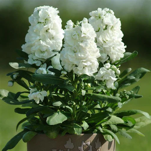 White Matthiola Incana Flower seeds for Planting Long Bloom Season Heirloom & GMO Free Seeds for Home Garden