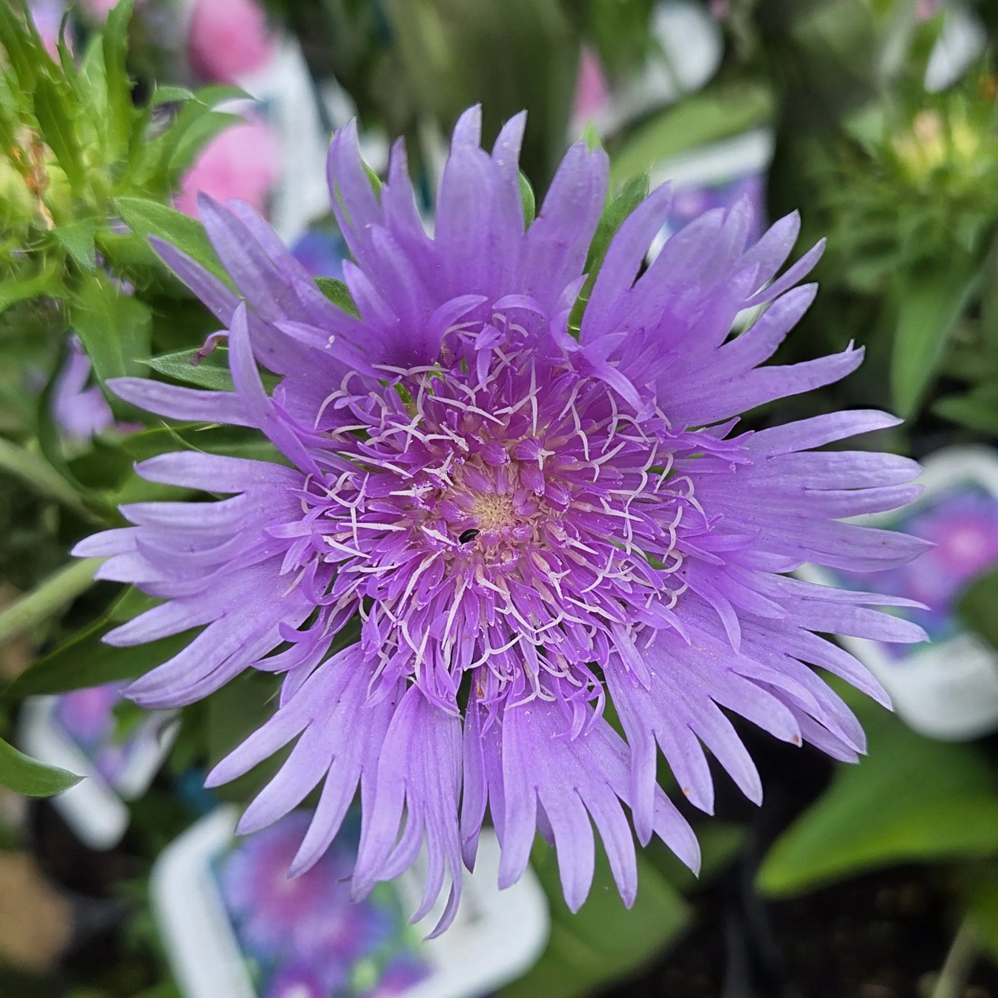 Stoke's Aster Flower seeds for Planting - Garden Favorite, Heirloom & GMO Free Seeds for Home Garden