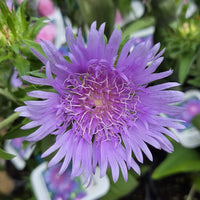 Stoke's Aster Flower seeds for Planting - Garden Favorite, Heirloom & GMO Free Seeds for Home Garden