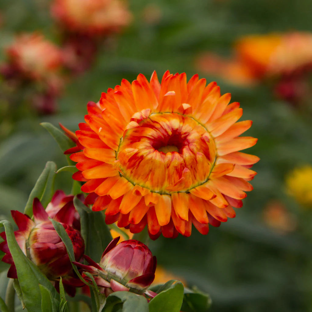 Orange Double StrawFlower seeds for Planting - Fragrant Blossoms, Heirloom & GMO Free Seeds for Home Garden