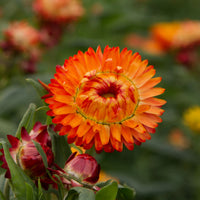 Orange Double StrawFlower seeds for Planting - Fragrant Blossoms, Heirloom & GMO Free Seeds for Home Garden