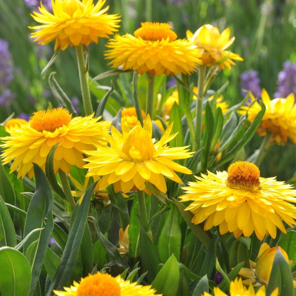 Yellow Strawflower Flower Planting Seeds
