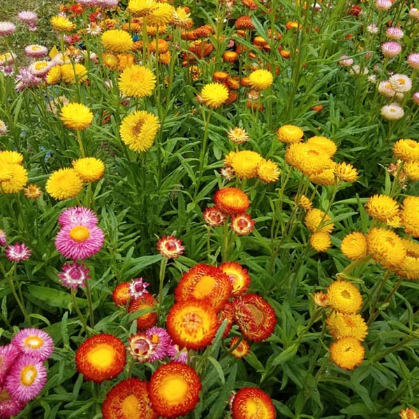 Strawflower Mix Flower seeds for Planting - Perfect for Borders, Heirloom & GMO Free Seeds for Home Garden