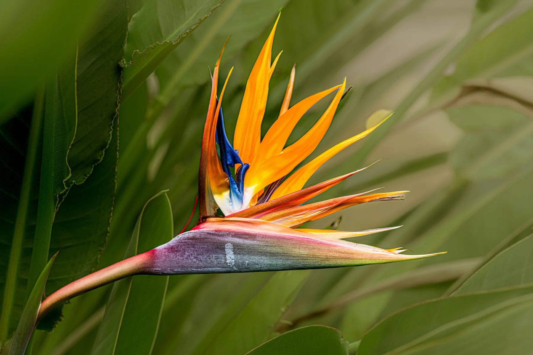 Orange Violet Strelitzia Flower seeds for Planting - Fragrant Blossoms, Heirloom & GMO Free Seeds for Home Garden
