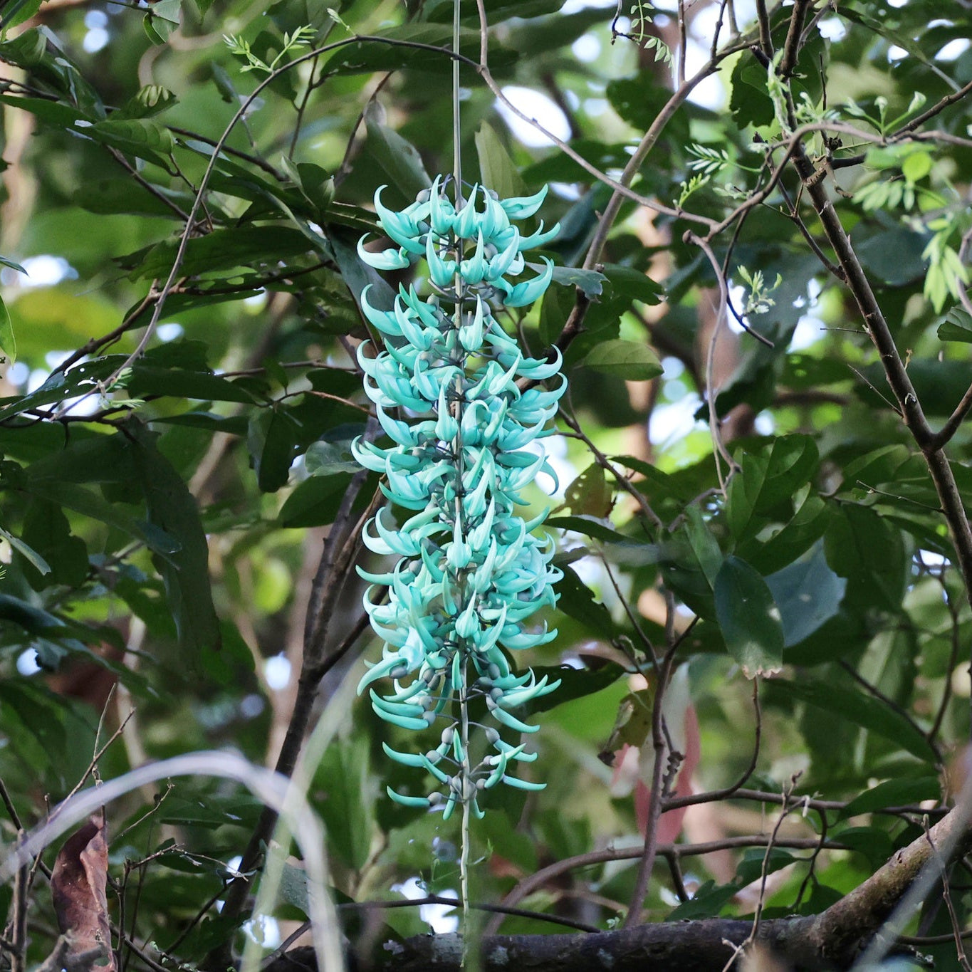 Endangered Jade Flower seeds for Planting - Seasonal Bloomer, Heirloom & GMO Free Seeds for Home Garden