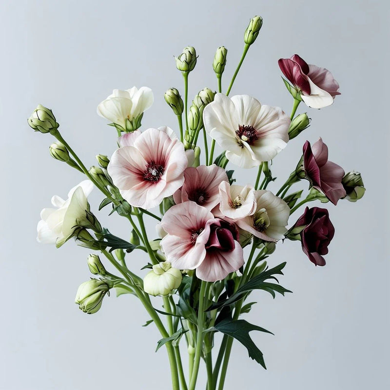 White & Maroon Eustoma (Lisianthus) Flower Seeds for Planting Heirloom NONGMO Seeds Pollinator Friendly 
 
 Sale
