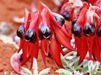 Sturt's Flower seeds for Planting - Fragrant Blossoms, Heirloom & GMO Free Seeds for Home Garden
