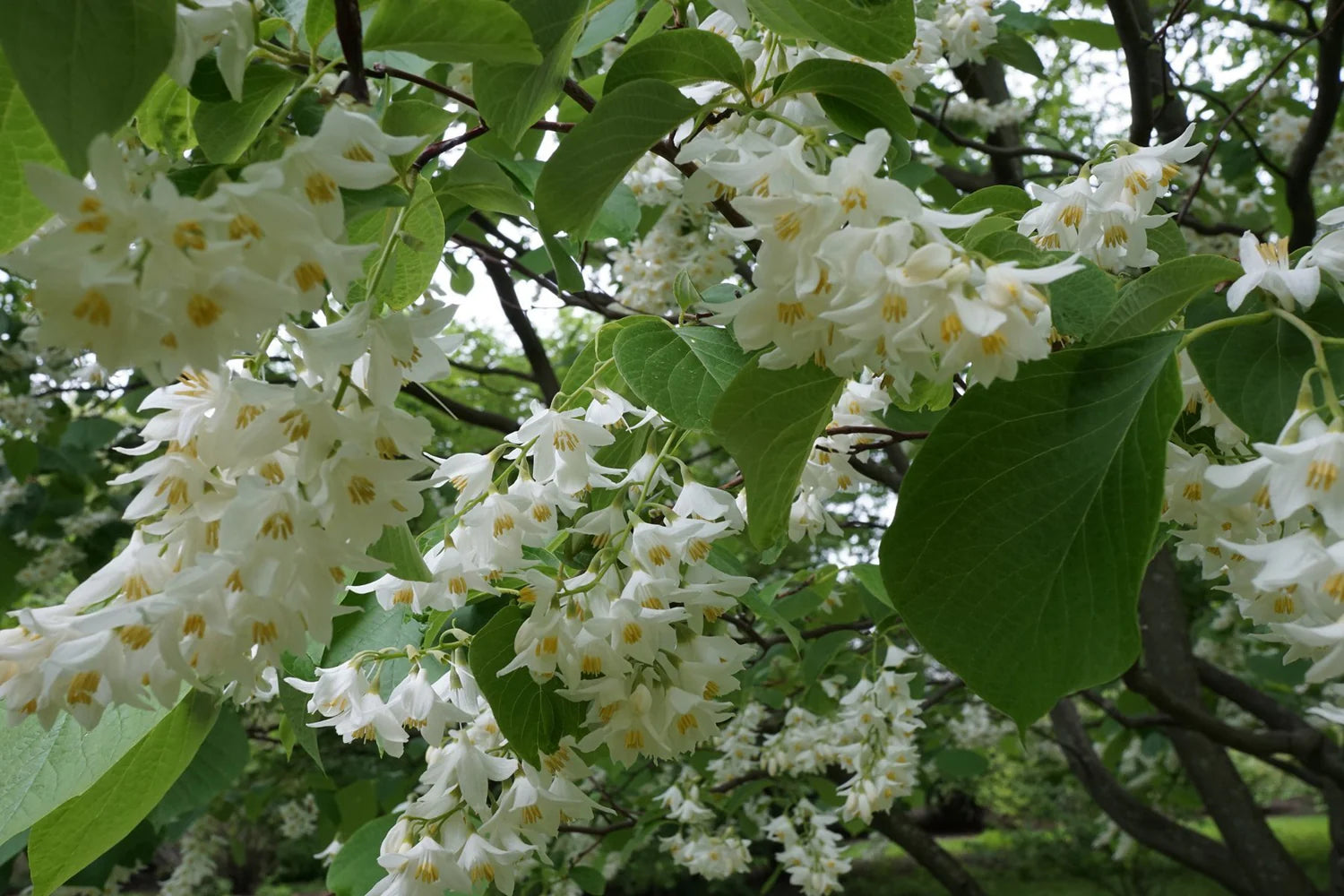 Styrax Benzoin Flower seeds for Planting Cottage Garden Essential Heirloom & GMO Free Seeds for Home Garden