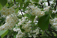 Styrax Benzoin Flower seeds for Planting Cottage Garden Essential Heirloom & GMO Free Seeds for Home Garden