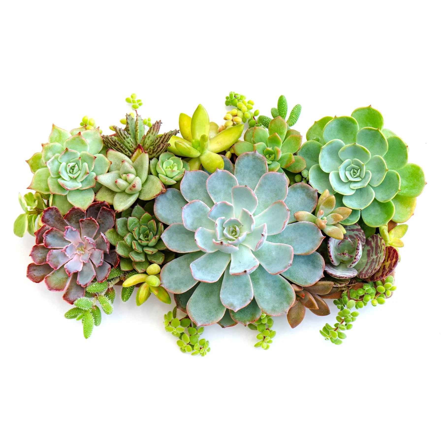 Mix Succulent Flower Seeds Flower seeds for Planting Pollinator Friendly Heirloom & GMO Free Seeds for Home Garden