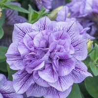 Light Violet Double Petal Petunia Seeds, Heirloom Non-GMO Fragrant Flowers for Home Garden