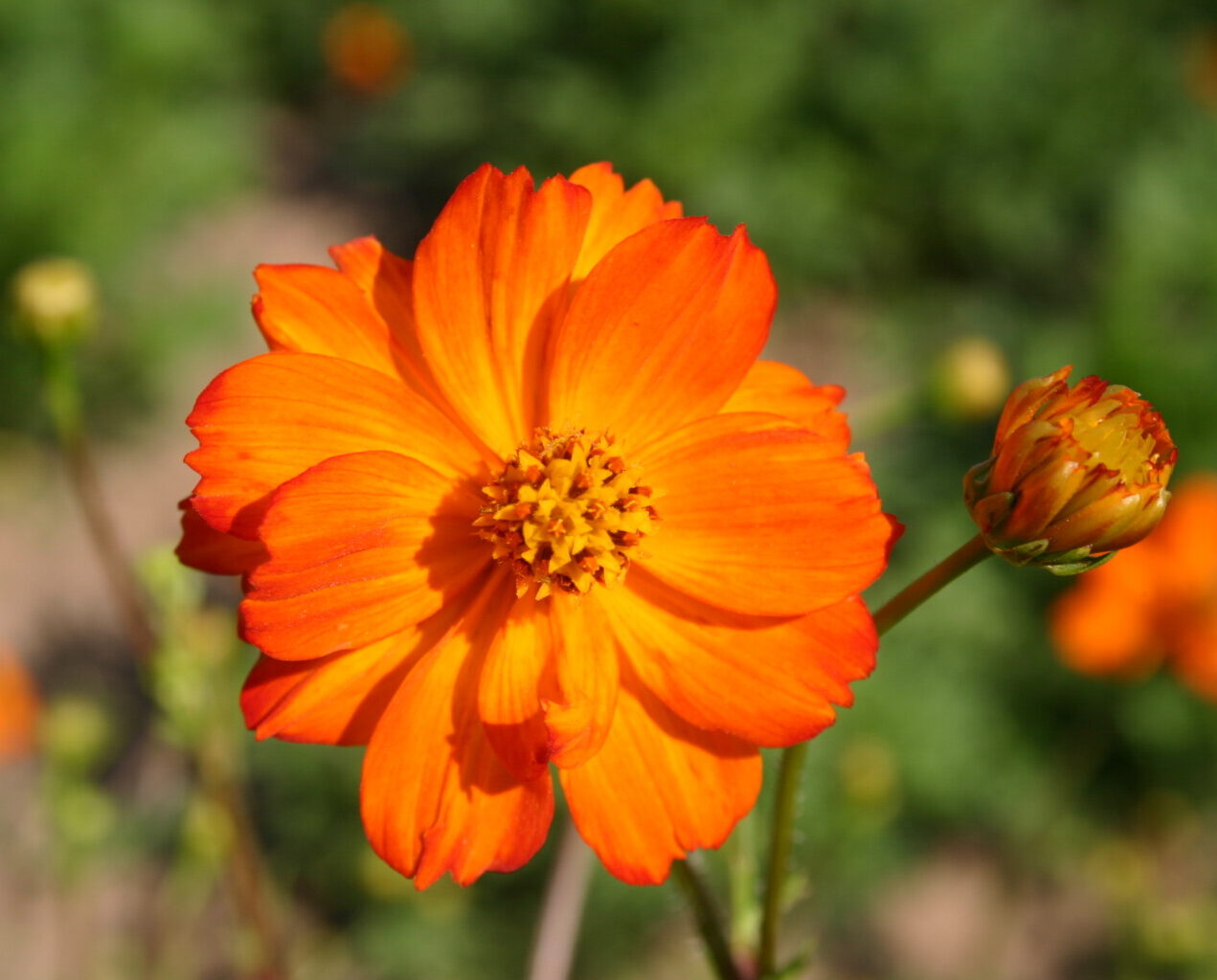 Orange Cosmos Flower seeds for Planting - Long Bloom Season, Heirloom & GMO Free Seeds for Home Garden