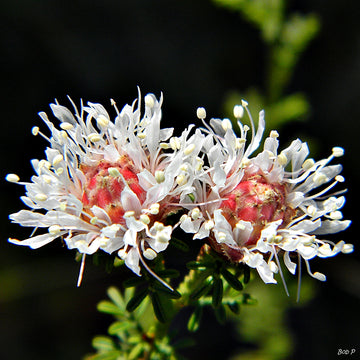 Dalea Pinnata Flower Seeds for Planting  Enhance Your Garden with Stunning Blooms