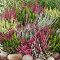Calluna Vulgaris Flower Planting Seeds - Vibrant Perennial Garden Seeds for Your Outdoor Space