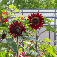 Burgundy SunFlower seeds for Planting - Low Maintenance, Heirloom & GMO Free Seeds for Home Garden