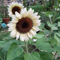 White Sunflower Flower seeds for Planting - Seasonal Bloomer, Heirloom & GMO Free Seeds for Home Garden