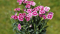 Pink Double-Flowered Dianthus Seeds for Easy Planting