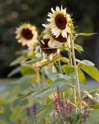 Sunflower Buttercream Flower seeds for Planting Bright Blooms Heirloom & GMO Free Seeds for Home Garden
