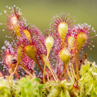 Non GMO Yellow Red Sundew seeds