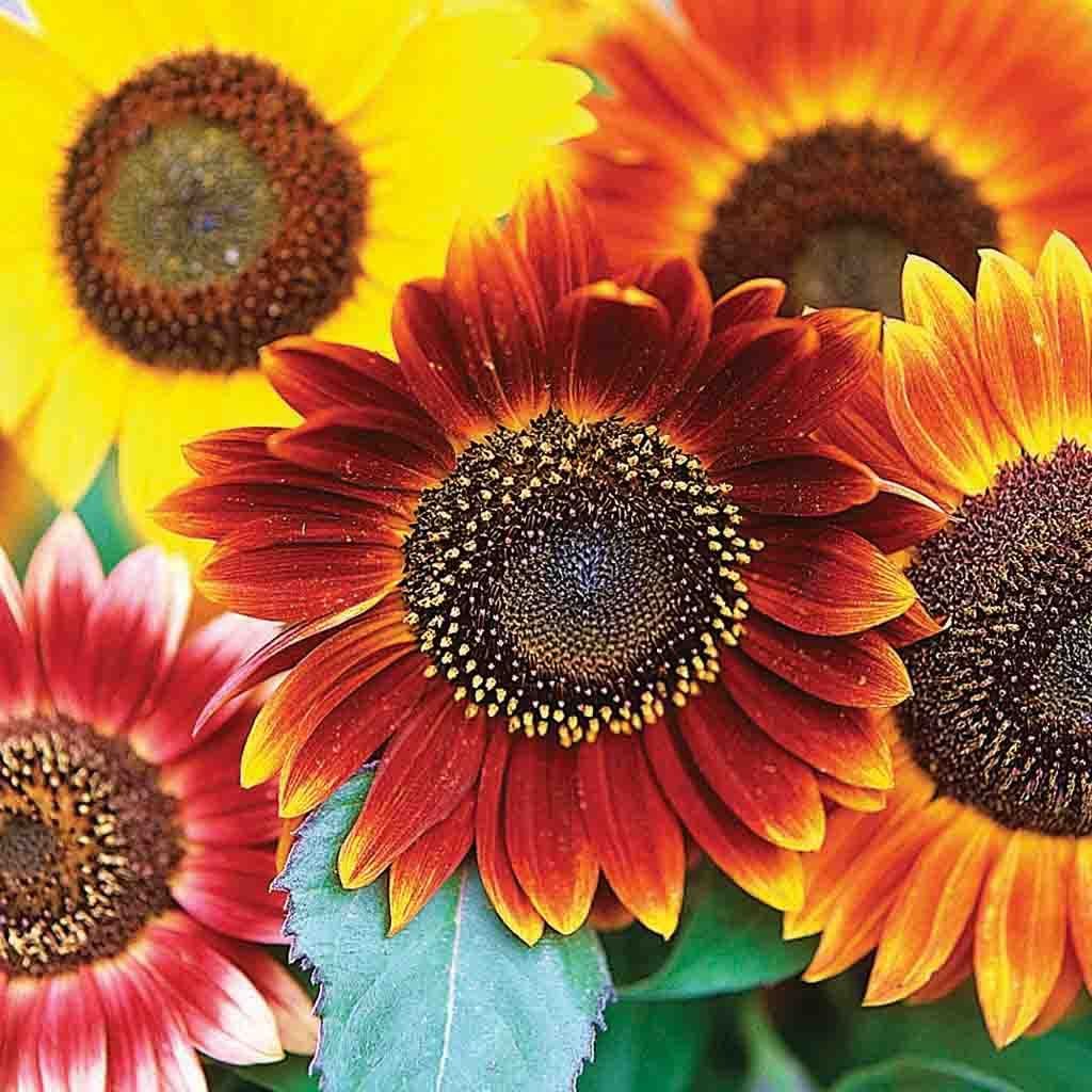 Mixed Helianthus Flower seeds for Planting - Vibrant Colors, Heirloom & GMO Free Seeds for Home Garden