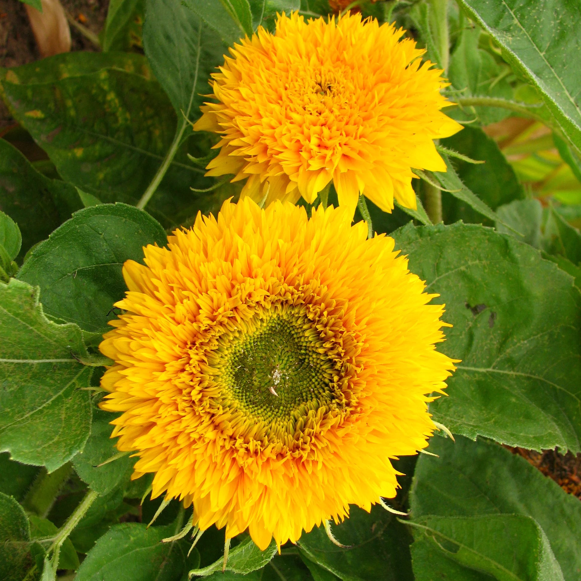High germination yellow Teddy sunflower seeds