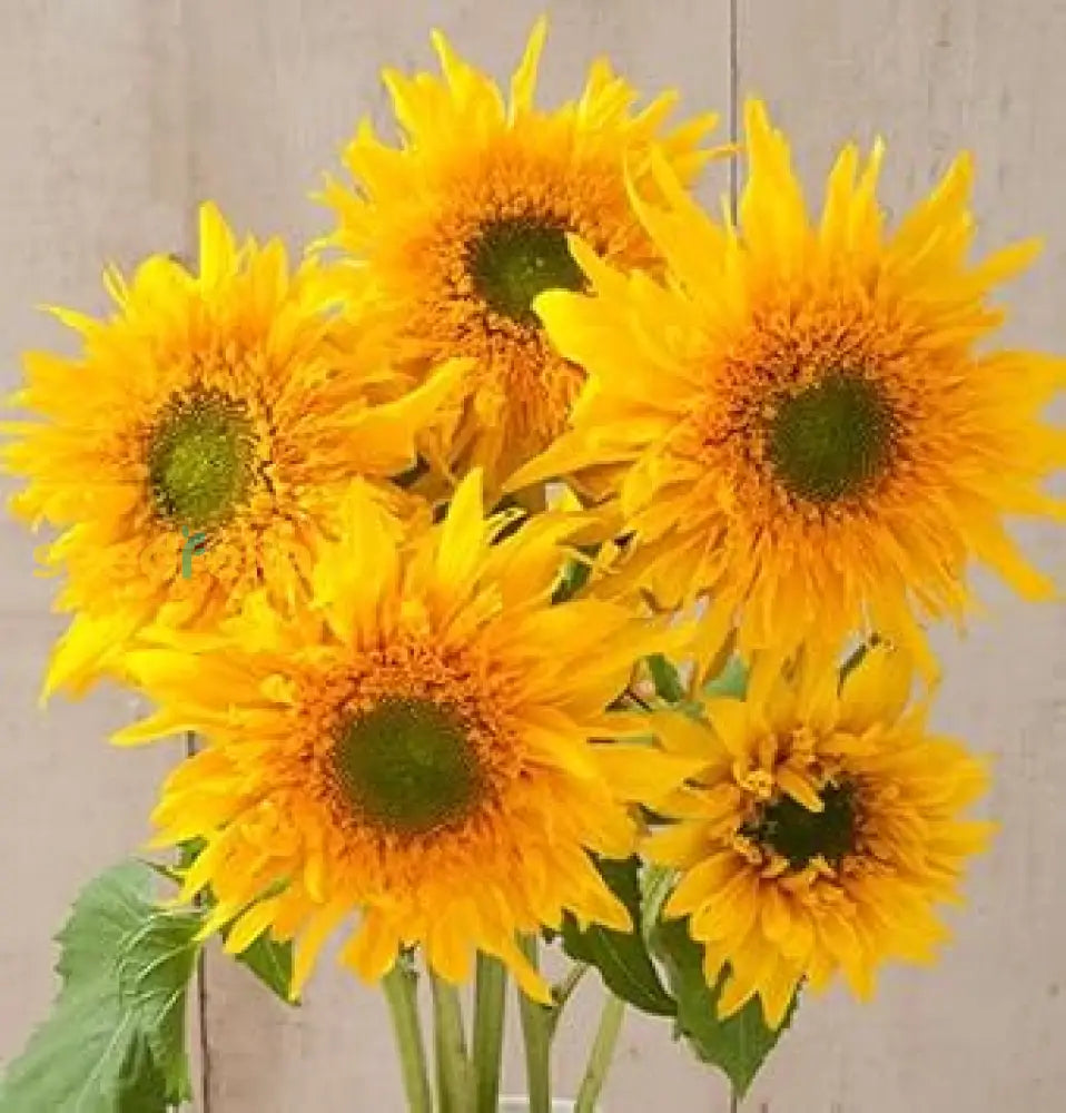 Non GMO Yellow Sunflower seeds
