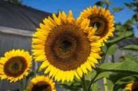Gray Mongolian Sunflower Seeds for Planting